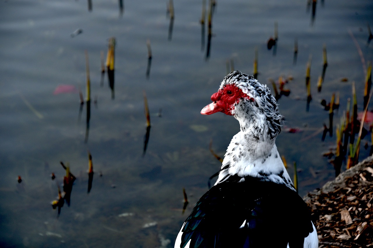 muscovy duck bird free photo