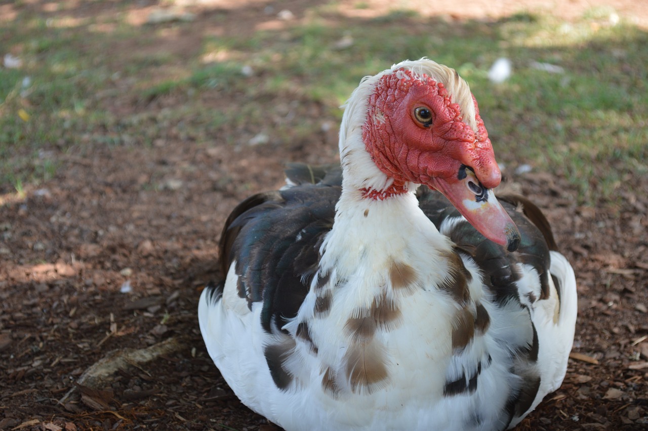 muscovy duck bird free photo