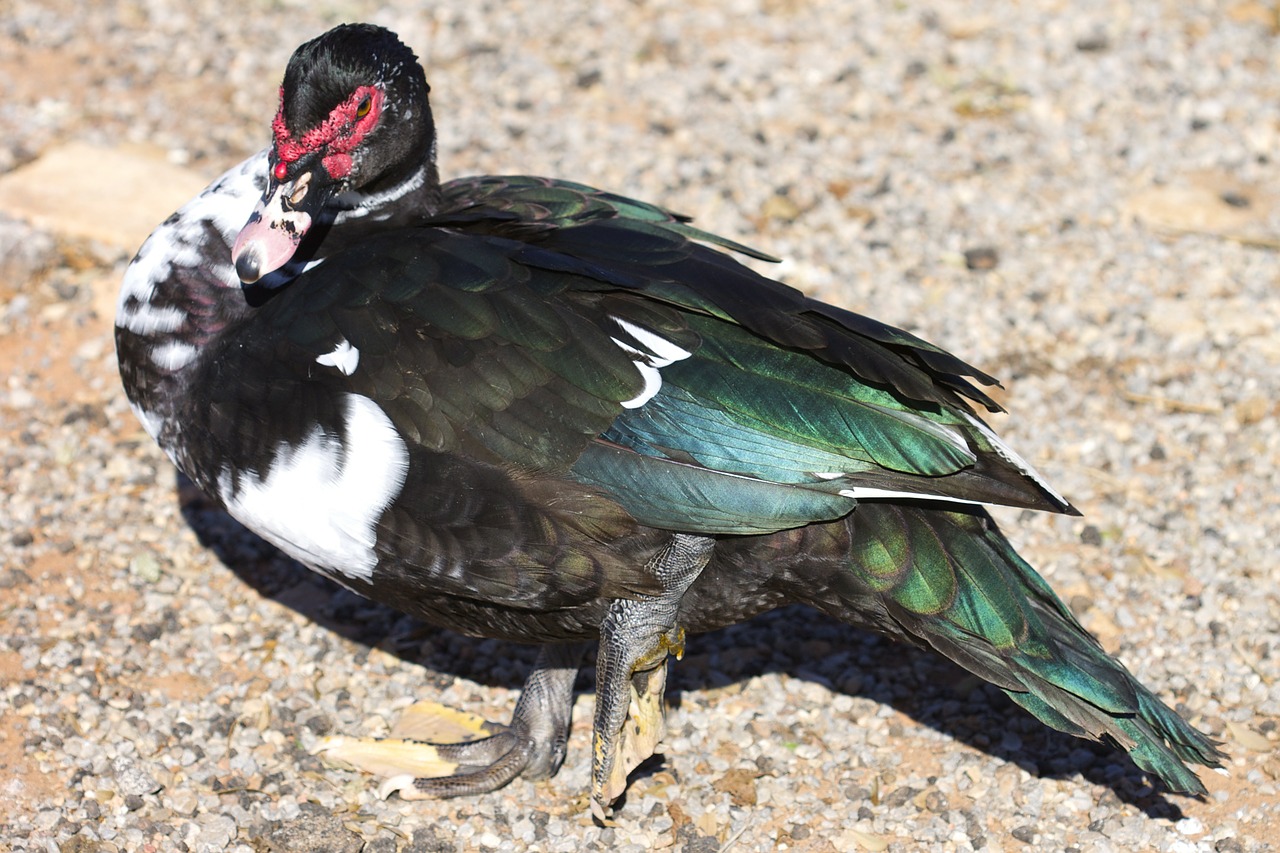 muscovy duck altus oklahoma free photo