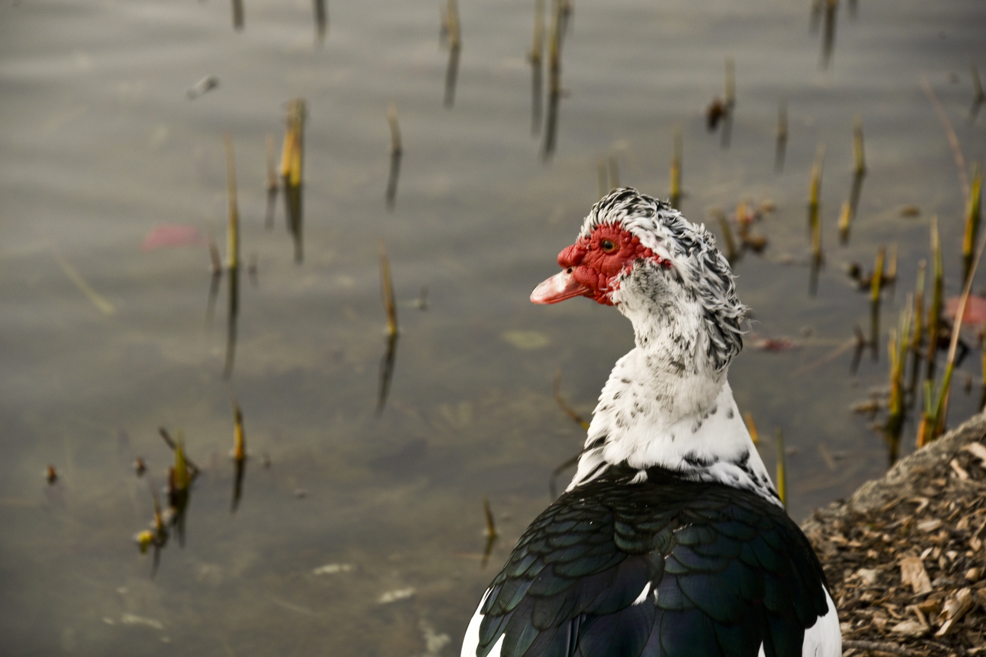 duck muscovy bird free photo