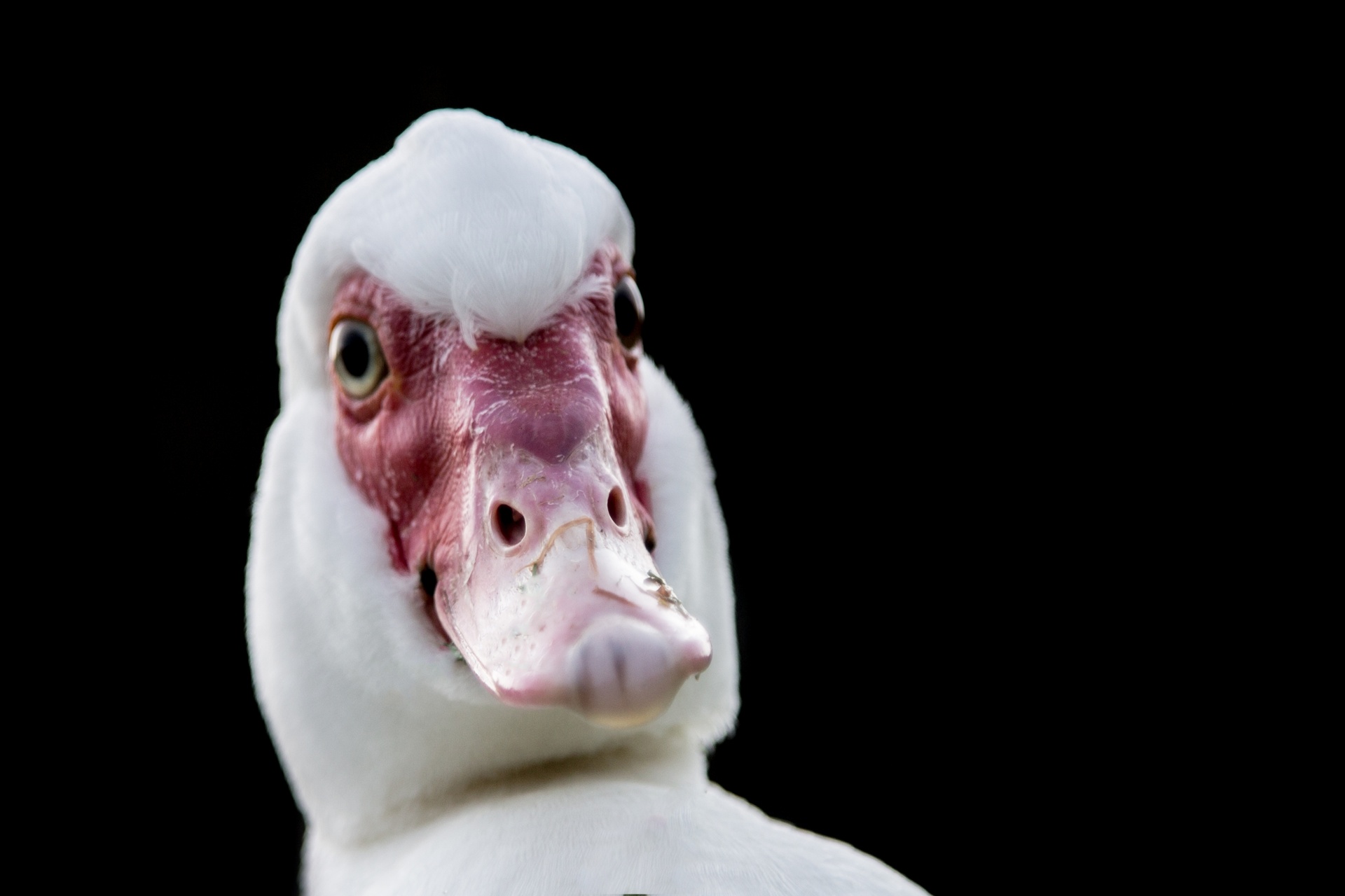 duck waterfowls bird free photo