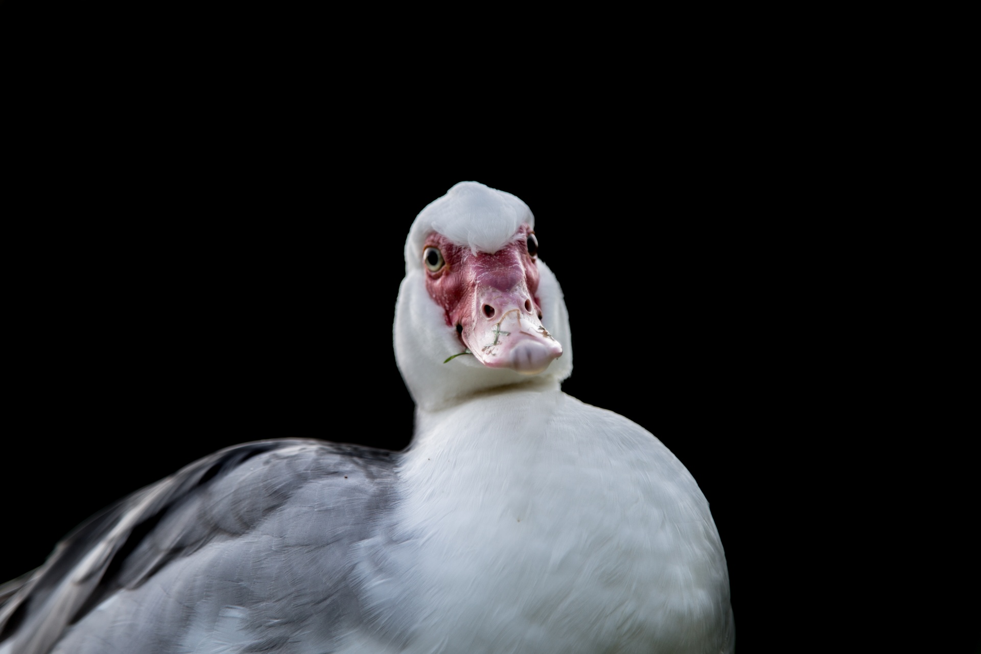 duck waterfowls bird free photo