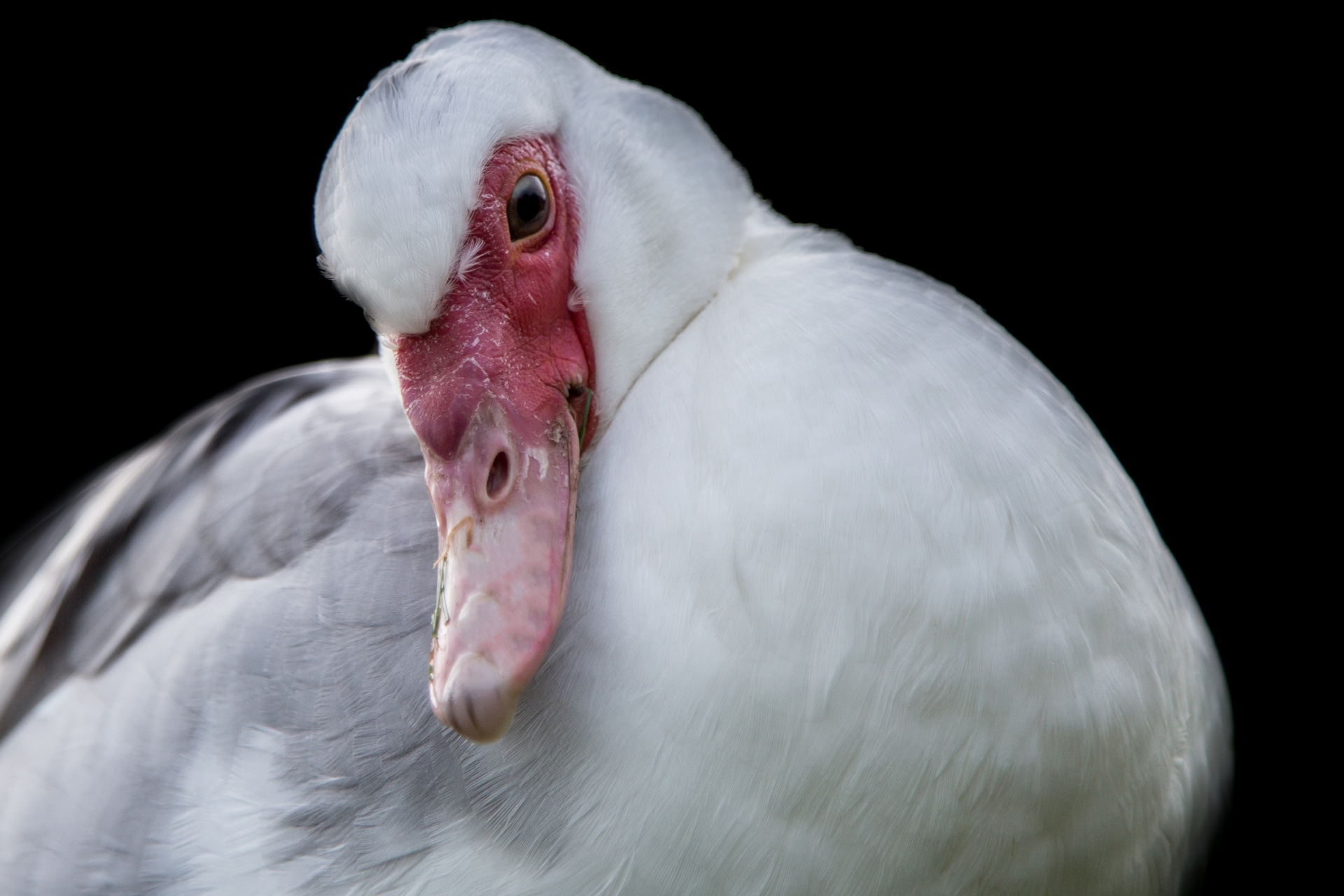 duck waterfowls bird free photo