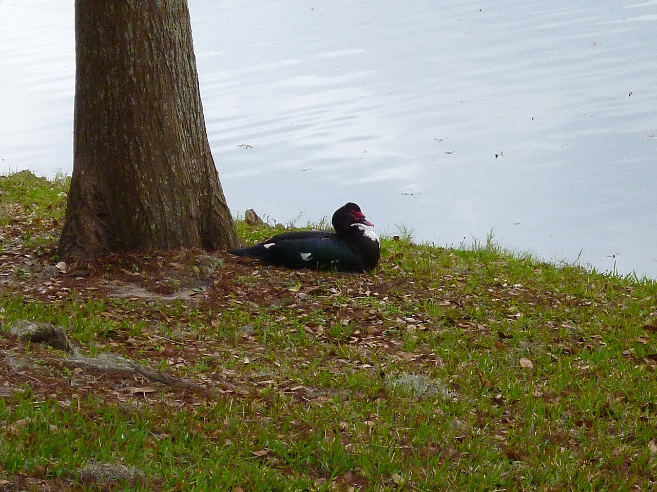 muscovy duck black and white city park free photo