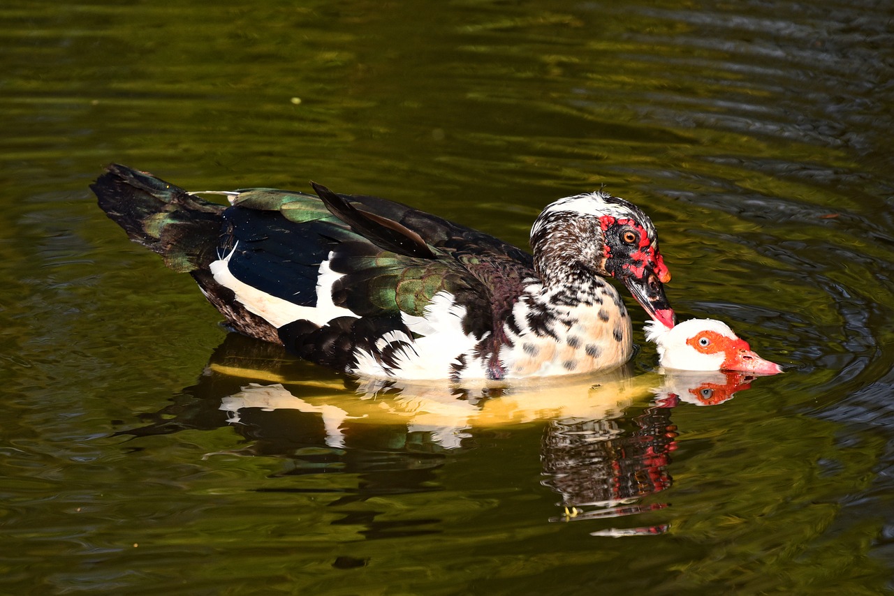 muscovy duck  duck  bird free photo