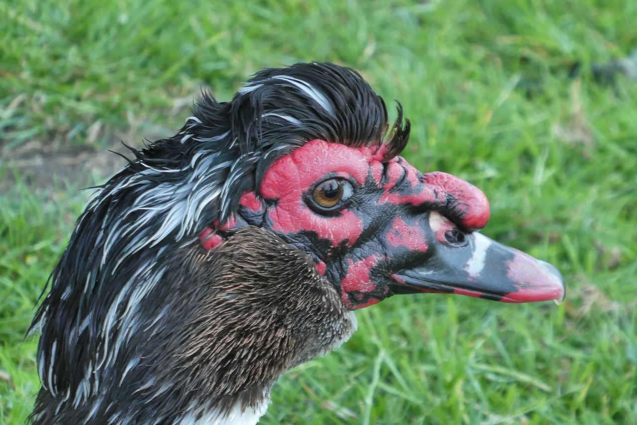 muscovy duck  black  ducks free photo