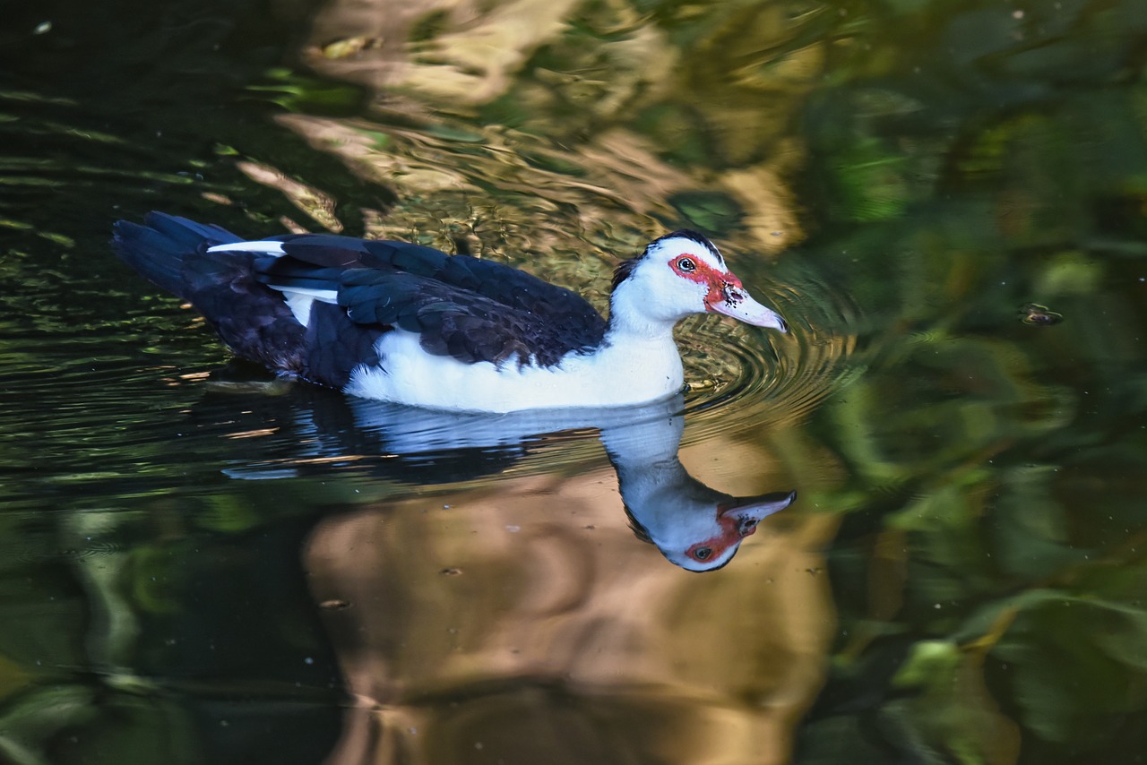 muscovy duck  waterbird  bird free photo