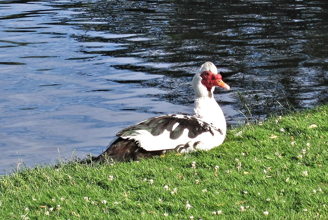 muscovy duck duck creole duck free photo