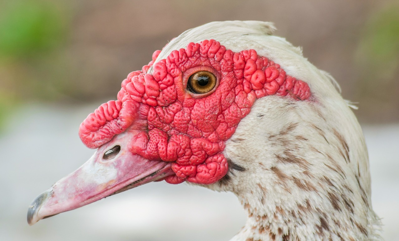 muscovy duck duck head free photo