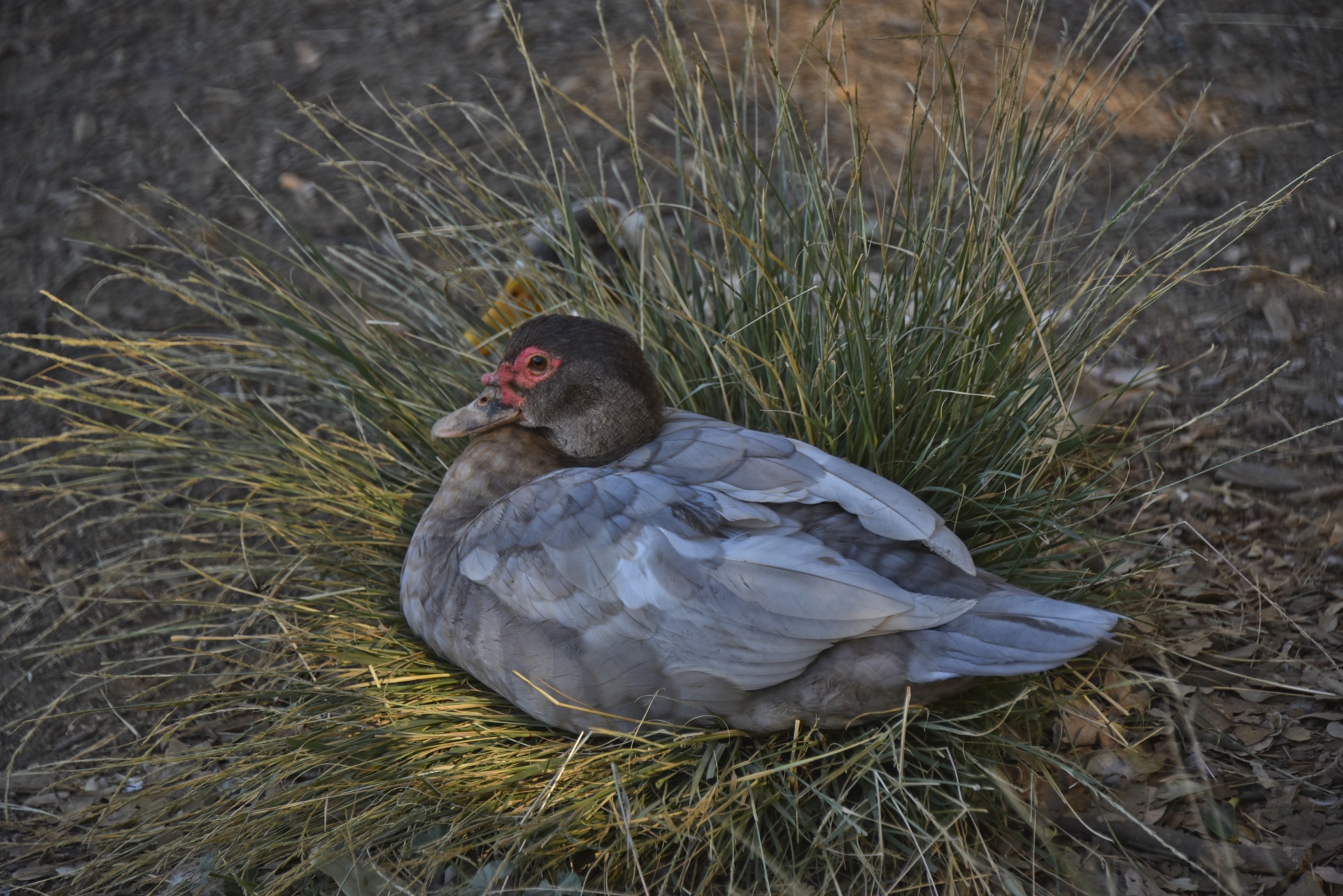 muscovy duck female free photo