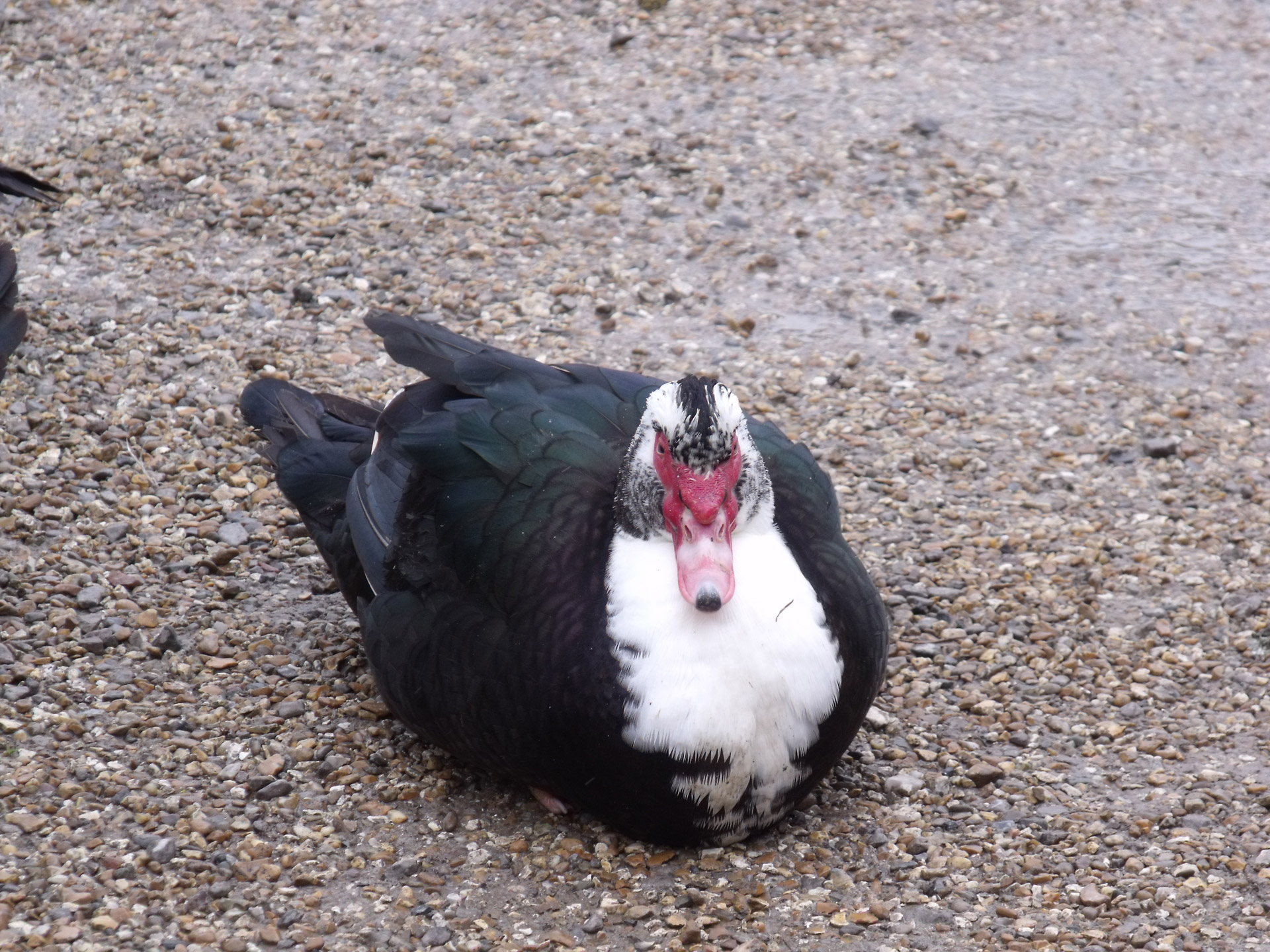 muscovy duck muscovy duck free photo