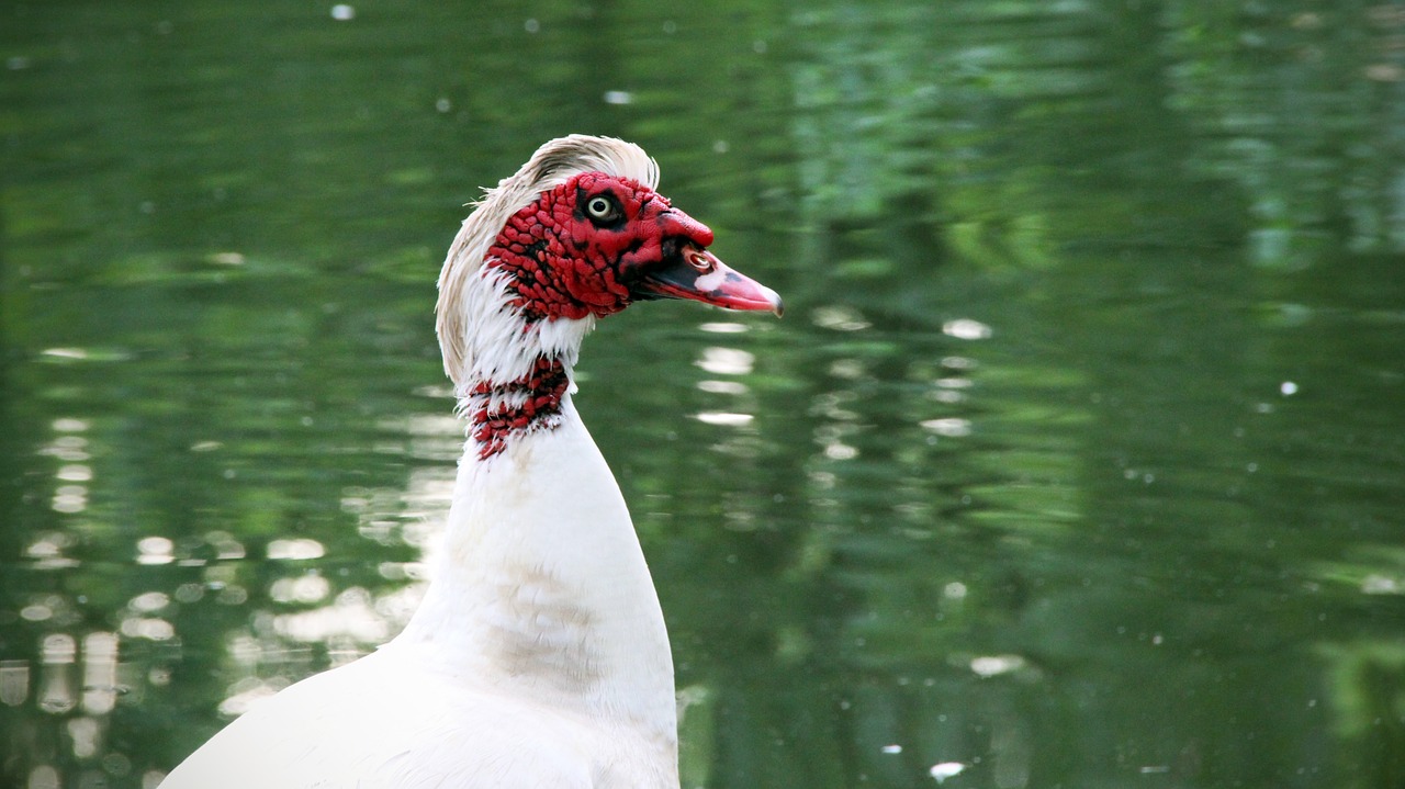 muscovy ducks duck bird free photo