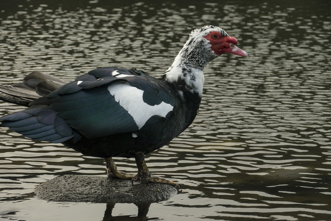 muscovy ducks birds feathers free photo