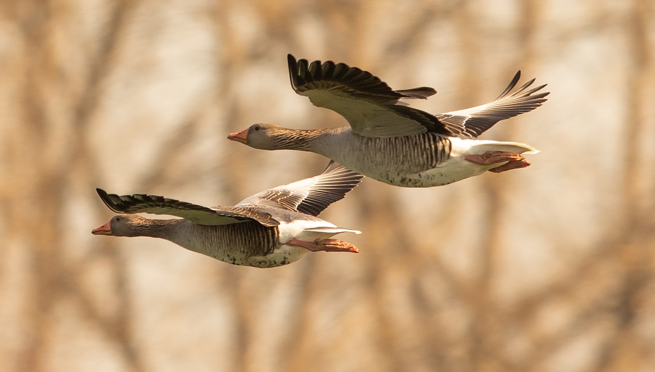 muscovy ducks  flying ducks  glide free photo