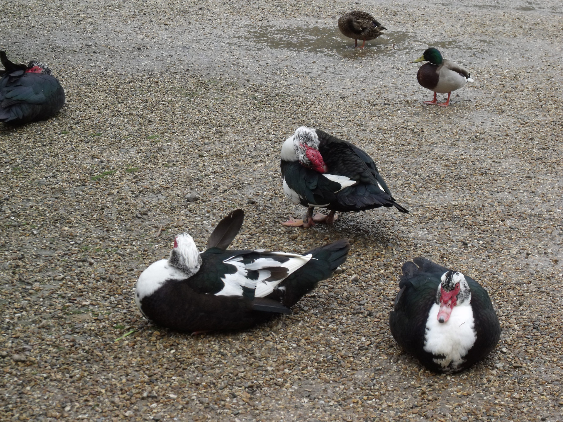 muscovy ducks and free photo