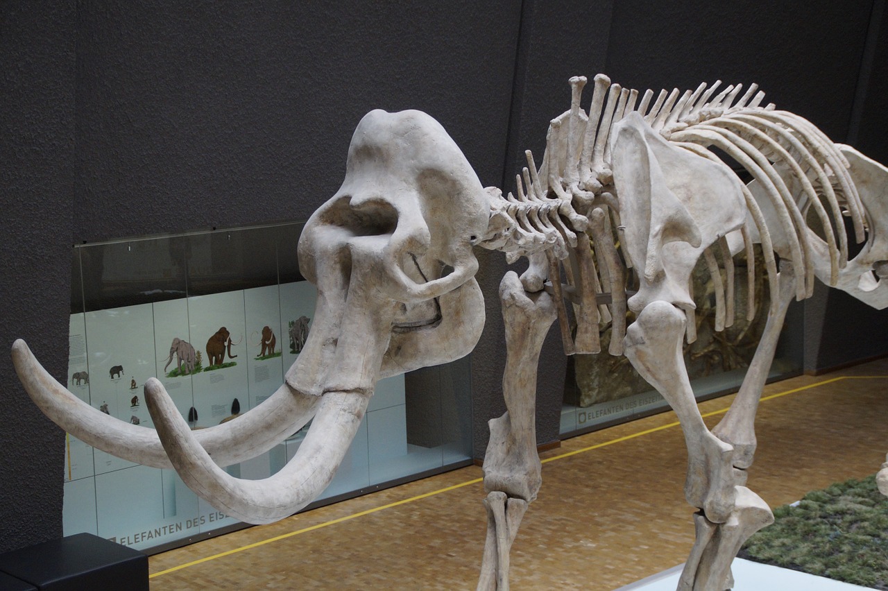 museum mammoth skeleton free photo