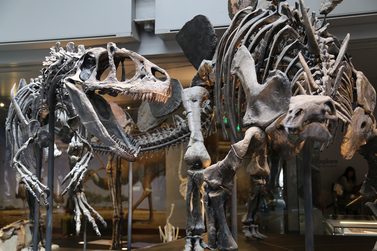 скелет динозавра в музее