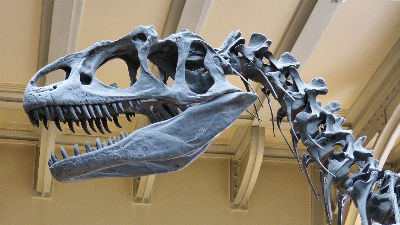 museum skeleton dinosaur free photo