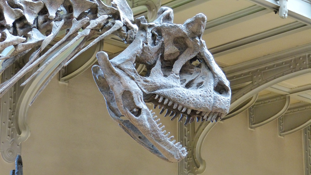 museum skeleton dinosaur free photo