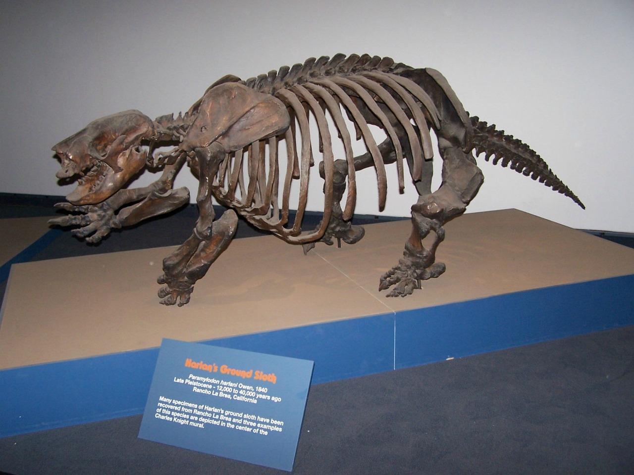 museum model paleontology free photo
