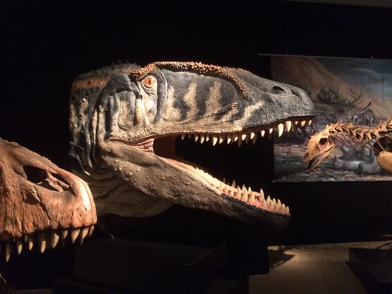 museum of natural history berlin dinosaur free photo