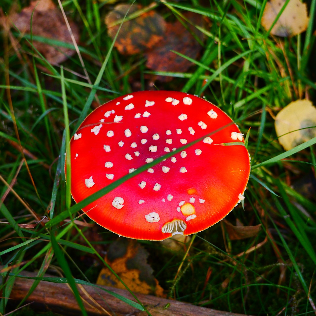 mushroom fly agaric red fly agaric mushroom free photo