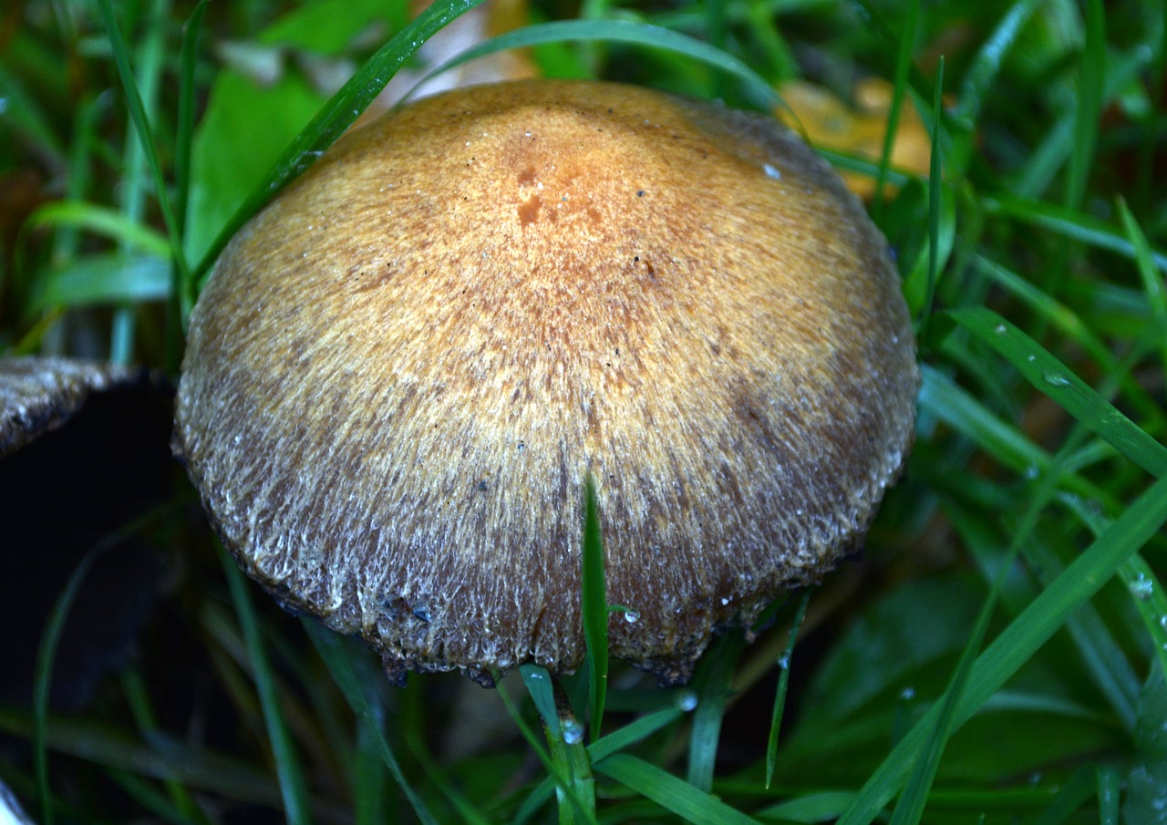 mushroom grass wet free photo