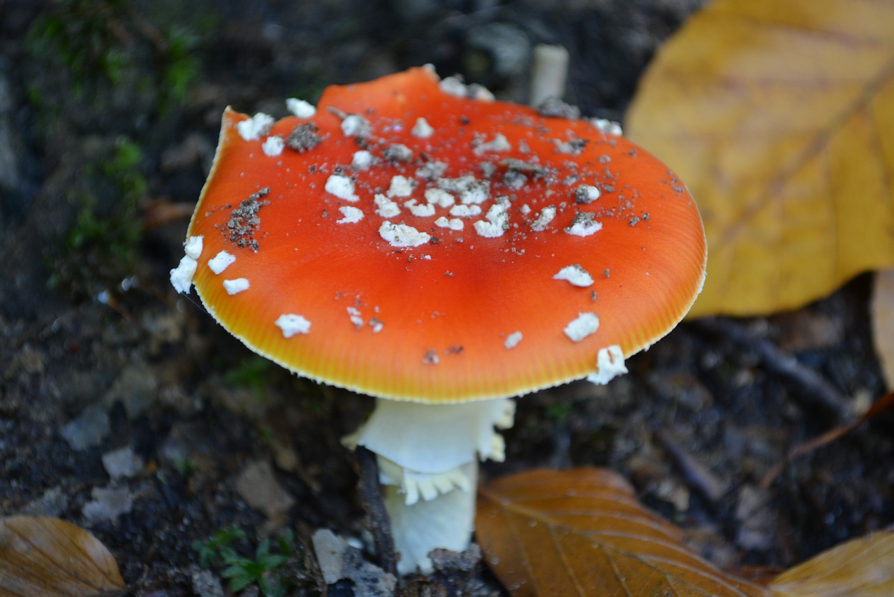 mushroom toxic red free photo