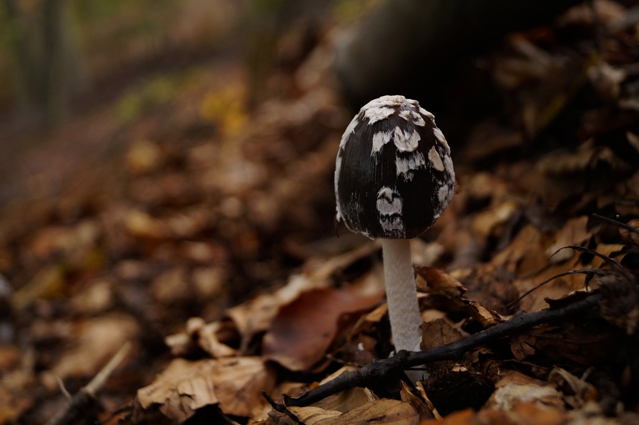 mushroom avar undergrowth free photo