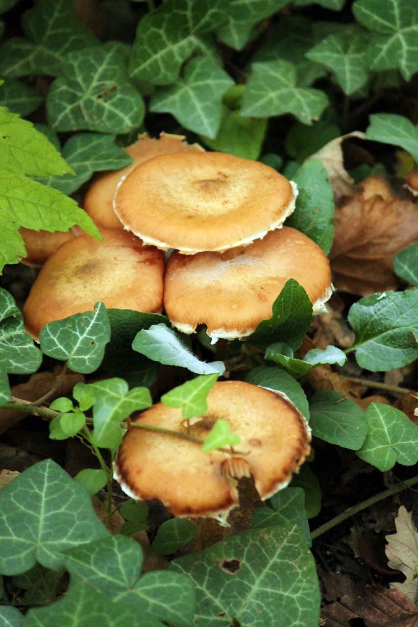 mushroom undergrowth amber free photo