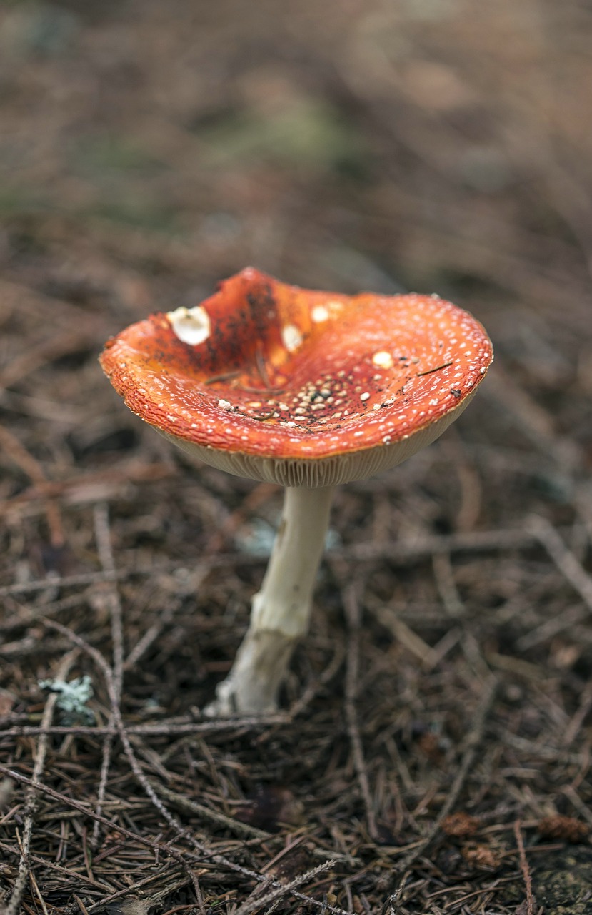 mushroom toxic red free photo