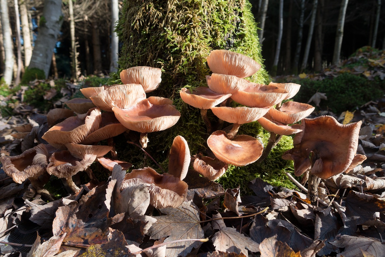 mushroom disc fungus forest free photo