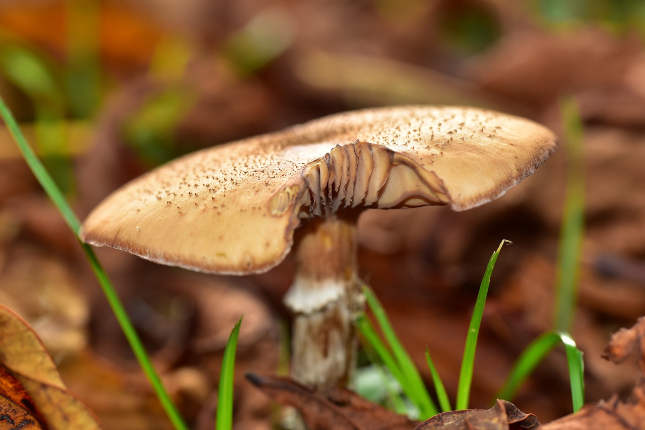 mushroom close autumn free photo