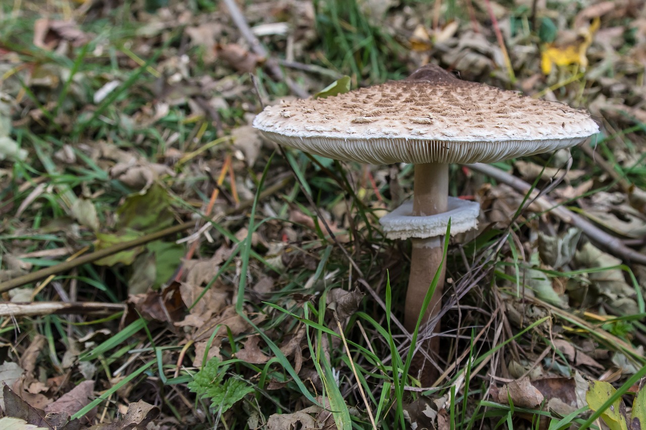 mushroom boletes ring free photo
