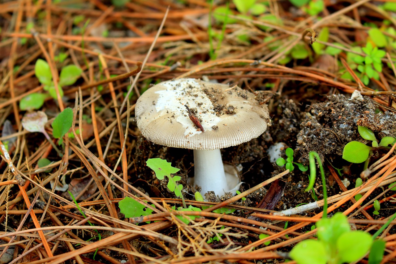 mushroom mountain nature free photo