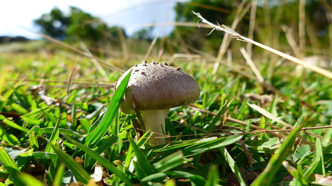 mushroom sheding park prairie free photo