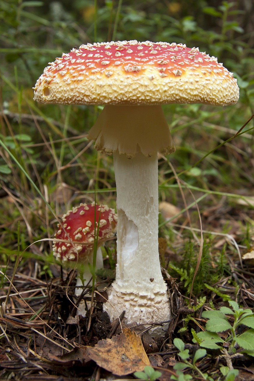 mushroom fungus plant free photo