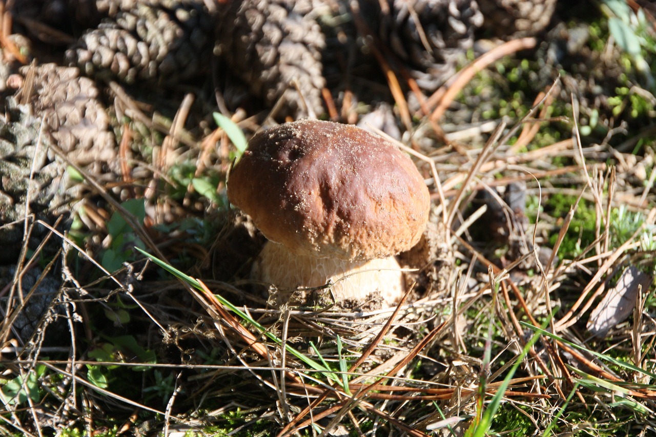 mushroom forest food free photo