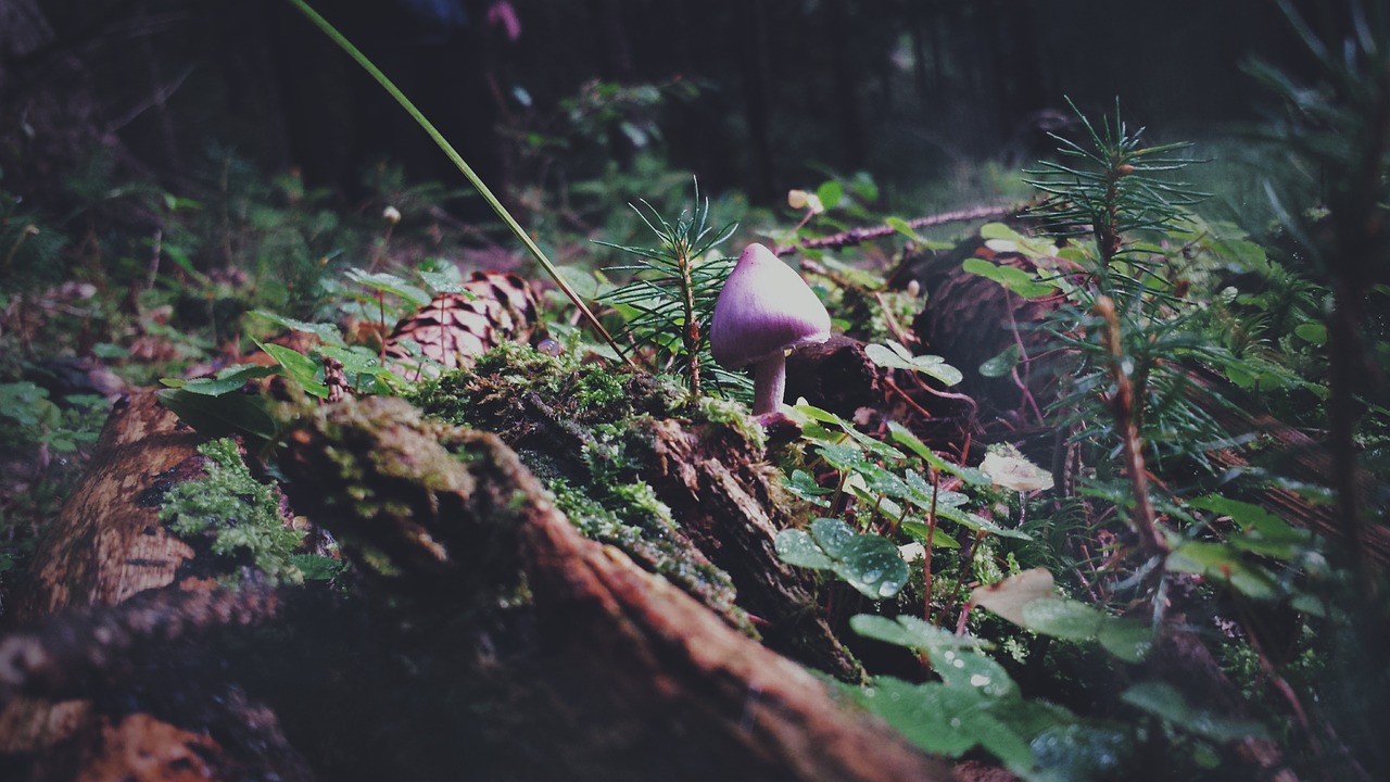 mushroom forest nature free photo