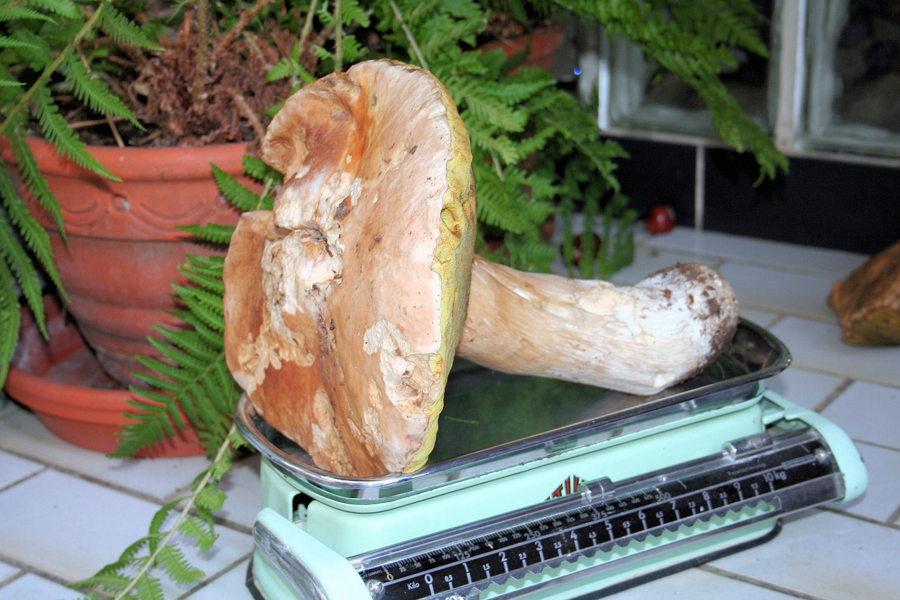 mushroom kitchen scale nature free photo