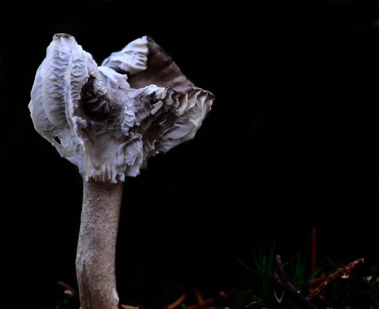 mushroom forest fungal species free photo