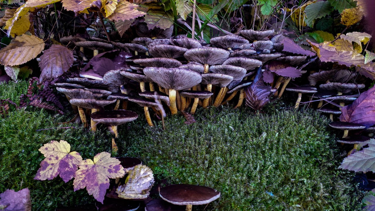 mushroom hat lamellar free photo