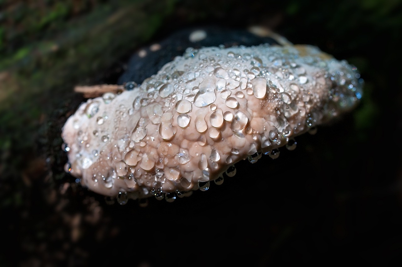 mushroom baumschwamm dewdrop free photo