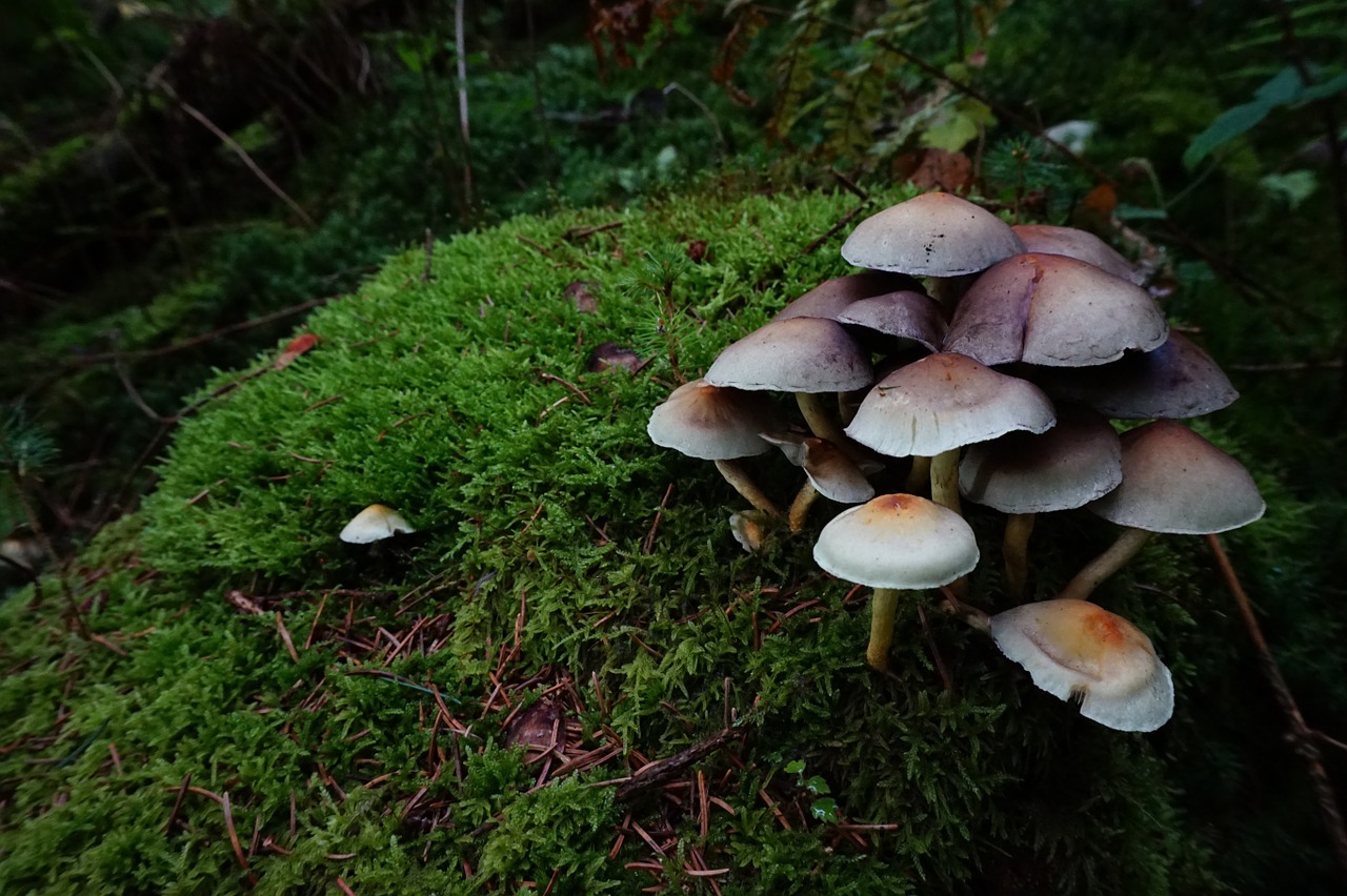 mushroom tufts of fungus sulphur heads free photo