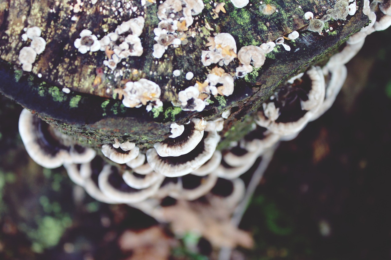 mushroom tree fungus tree stump free photo