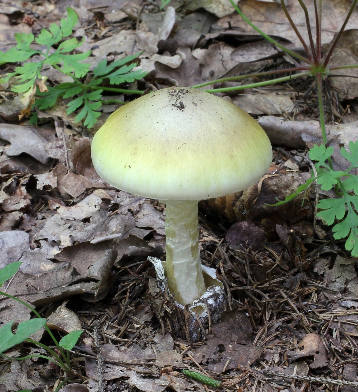 mushroom fungus death cap free photo