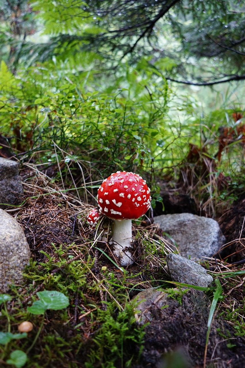 mushroom forest amanita free photo