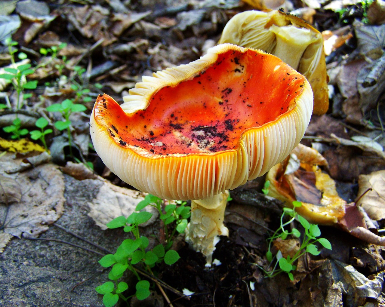 mushroom red mushroom nature free photo