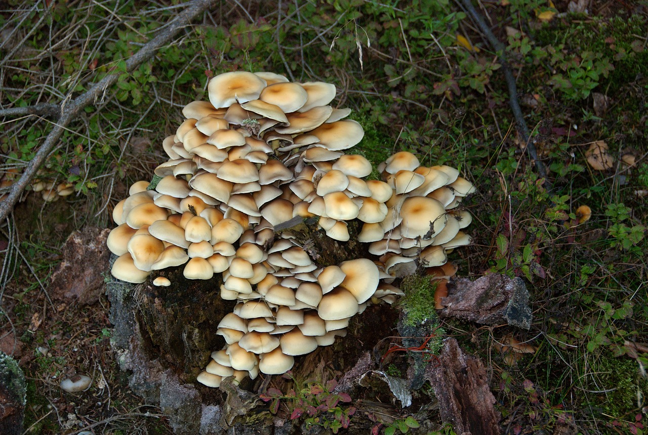mushroom baumschwamm forest free photo