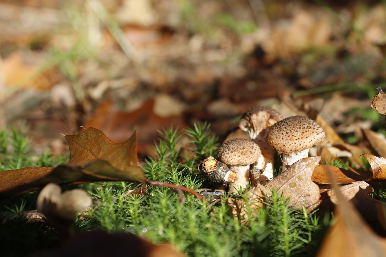 mushroom autumn nature free photo